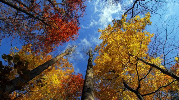 Autumn trees with blue sky